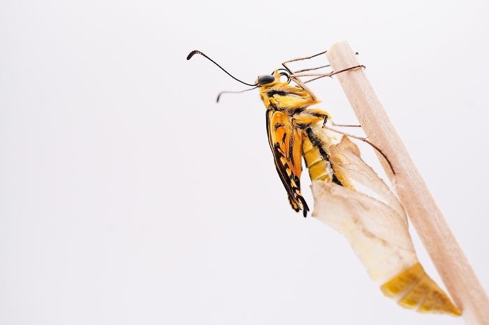 A lone yellow-bellied swallowtail butterfly drying its wrinkled wings, caught on a thin stick just above an empty chrysalis on a white background
