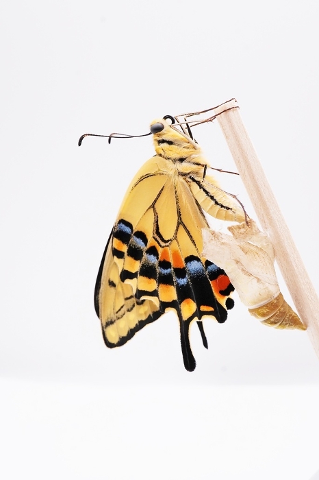 One cute little yellow-bellied swallowtail butterfly drying its slightly wrinkled wings, caught on a splitter next to an empty chrysalis on a white background, vertical.