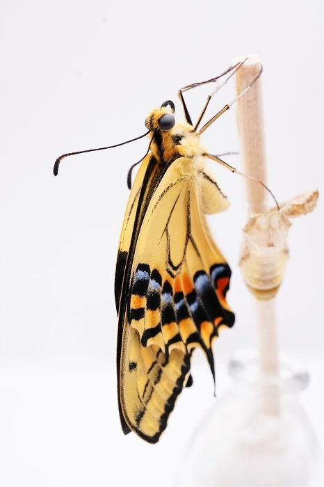 A beautiful single yellow swallowtail butterfly and its pupa drying its wrinkled wings against a white background, captured on a splitter, vertical position.