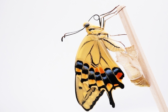 One beautiful yellow swallowtail butterfly sending fluid to the wing veins, caught on a wooden stick against a white background