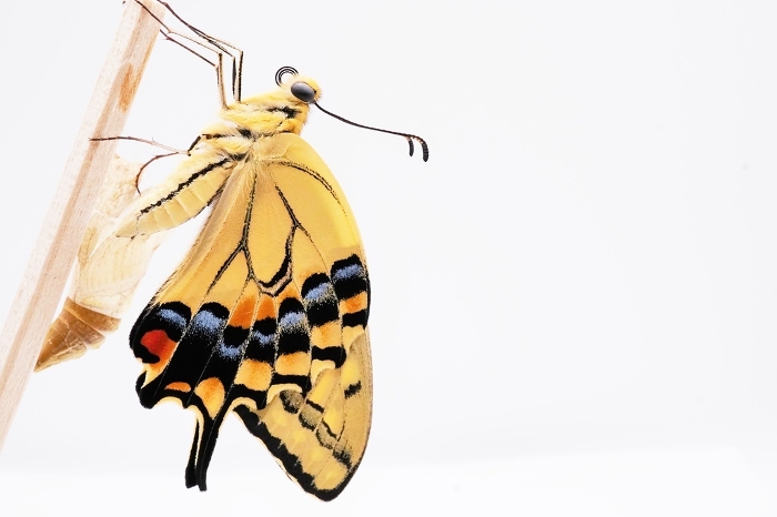 Closeup of a single beautiful yellow swallowtail butterfly emerging from its empty chrysalis against a white background, caught on a wooden stick and stretching its wings
