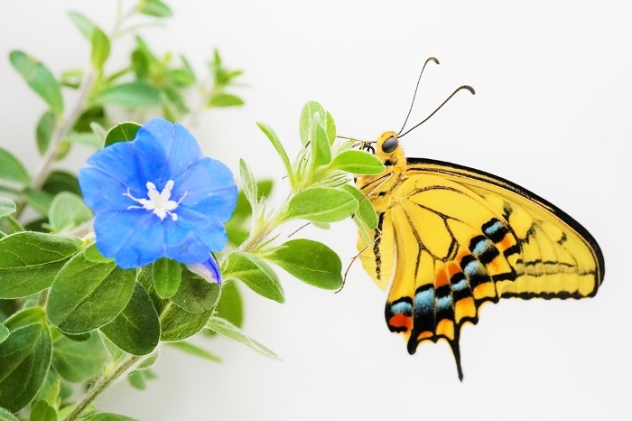 Close-up of a yellow swallowtail butterfly caught with its wings closed on a lovely blue American blue flower and green leaves against a white background.