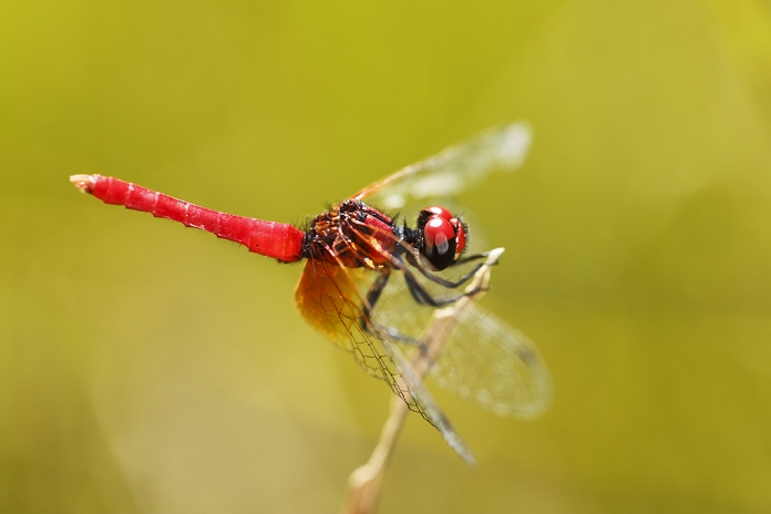 Niigata Prefecture Hatchoo dragonfly (the smallest dragonfly in Japan)