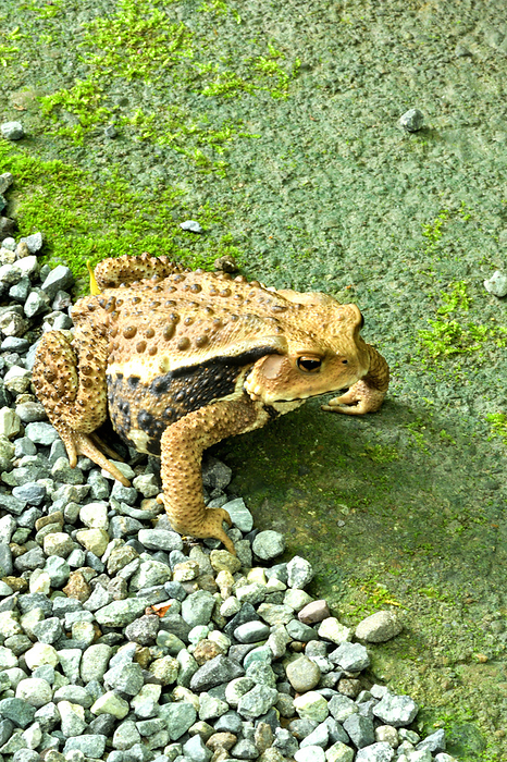 Azuma toad Adult