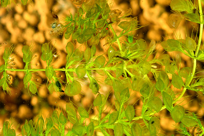 Mugwort Leaves Captive leaves