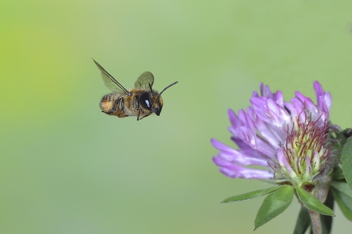 Wild bee, leafcutter bee (Megachile maritima), female, in flight, highspeed nature photo, on red clover (Trifolium pratense), Siegerland, North Rhine-Westphalia, Germany, Europe, by Friedhelm Adam