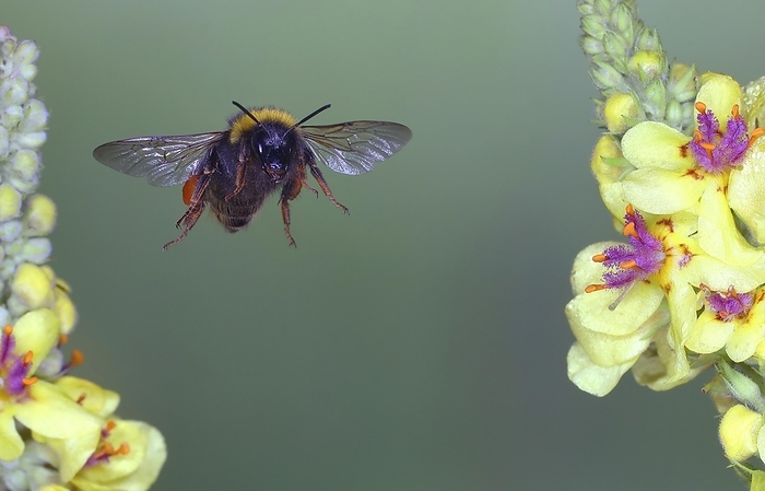 Dark earth bumblebee (Bombus terrestris), in flight, highspeed nature photo, flying at dark mullein (Verbascum nigrum), Siegerland, North Rhine-Westphalia, Germany, Europe, by Friedhelm Adam