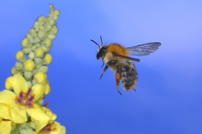 Field bumblebee (Bombus pascuorum), in flight, highspeed nature photo, flying at dark mullein (Verbascum nigrum), Siegerland, North Rhine-Westphalia, Germany, Europe, by Friedhelm Adam