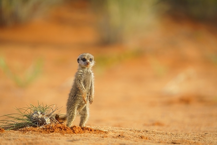 meerkat  Suricata suricatta  Meerkat  Suricata suricatta  baby stands upright to look for predators. Kgalagadi Transfrontier Park, Kalahari, South Africa, Africa, by Anette Mossbacher
