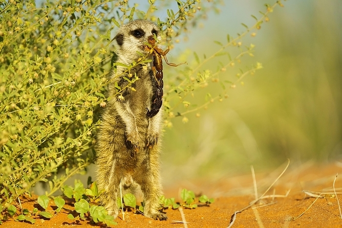 meerkat  Suricata suricatta  Meerkat  Suricata suricatta  baby stands upright between lush greenery. The animal has a scorpion in its mouth. Kalahari, South Africa Kalahari, South Africa, Africa, by Anette Mossbacher