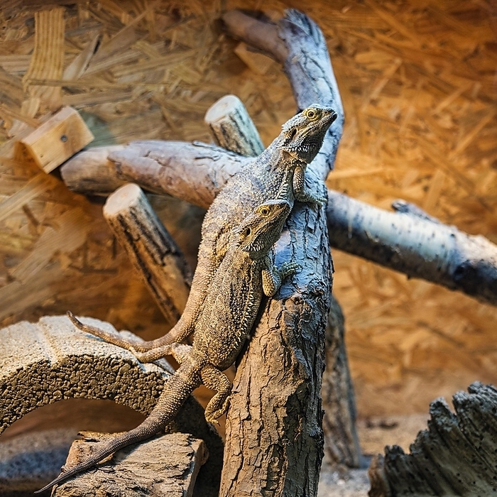 Two central bearded dragons (Pogona vitticeps), captive, butterfly house, butterfly farm, Trassenheide seaside resort, Usedom, Germany, Europe, by Angela to Roxel