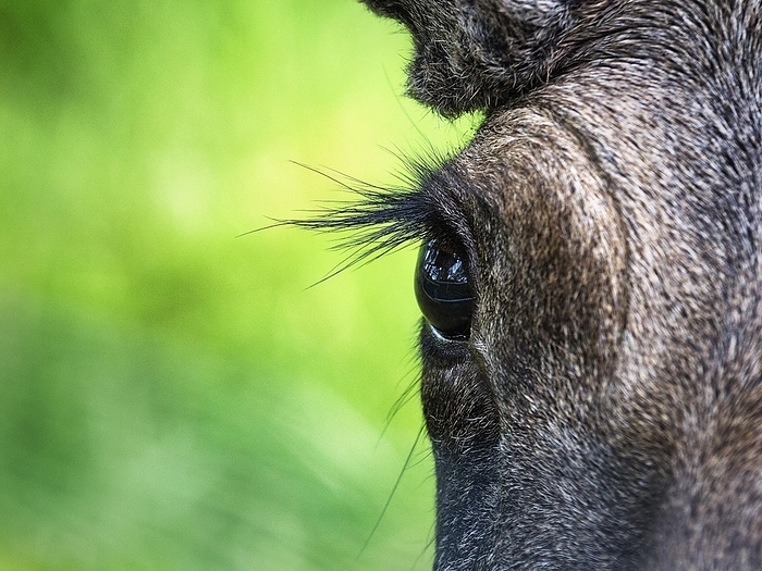 elk Elk  Alces alces , captive, close up of eye and eyelashes, Troms, Norway, Europe, by Angela to Roxel