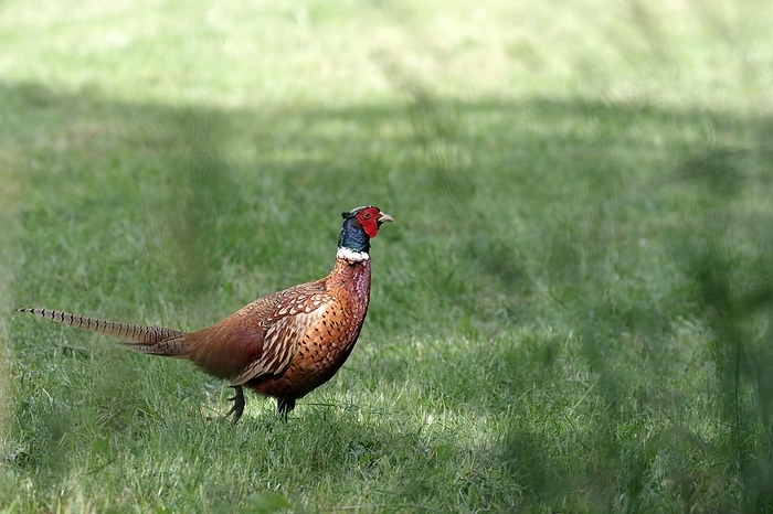 common pheasant  Phasianus colchicus  Pheasant  Phasianus colchicus , male, meadow, close up of male pheasant in summer, by Anja Uhlemeyer Wrona