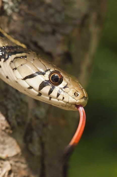 Checkered garter snake (Thamnophis marcianus), native to southern United States, by alimdi / Michelle Gilders