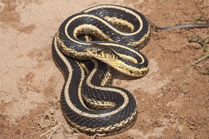 Eastern garter snake (Thamnophis sirtalis sirtalis), native to eastern North America, by alimdi / Michelle Gilders