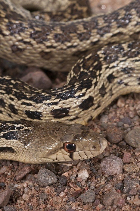 San Diego gopher snake, Pituophis catenifer annectens, native to Southern California and Baja California, by alimdi / Michelle Gilders