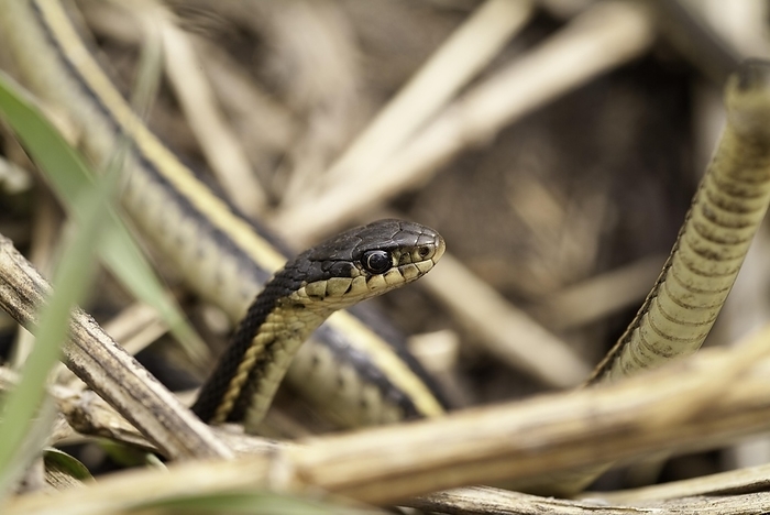 Red-sided garter snake (Thamnophis sirtalis), Narcisse Snake Dens, Narcisse, Manitoba, Canada, North America, by alimdi / Michelle Gilders
