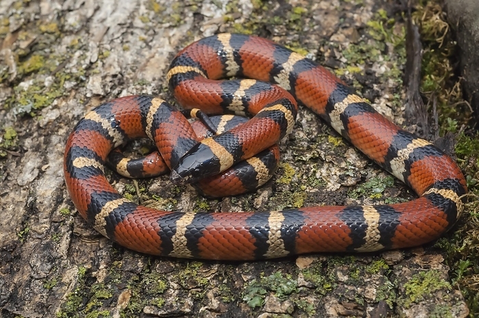 Mexican milk snake, Lampropeltis triangulum annulata, native to northeastern Mexico and southwestern United States, by alimdi / Michelle Gilders