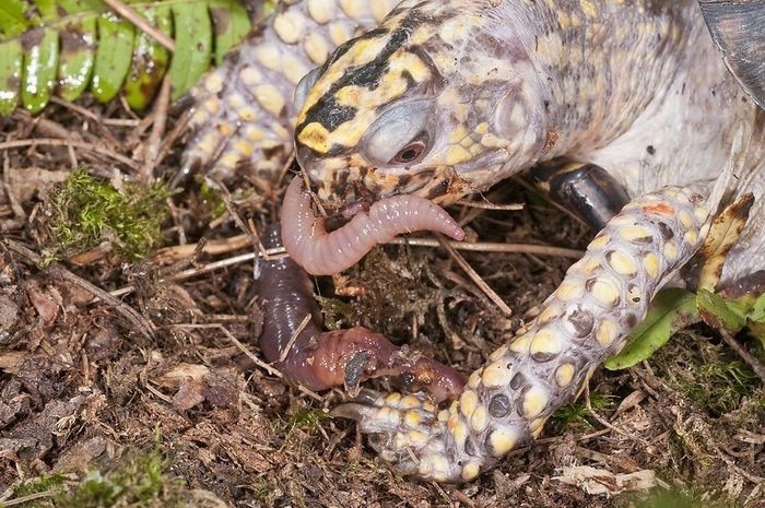 Eastern box turtle (Terrapene carolina) carolina, native to eastern United States, eating a common earthworm, by alimdi / Michelle Gilders