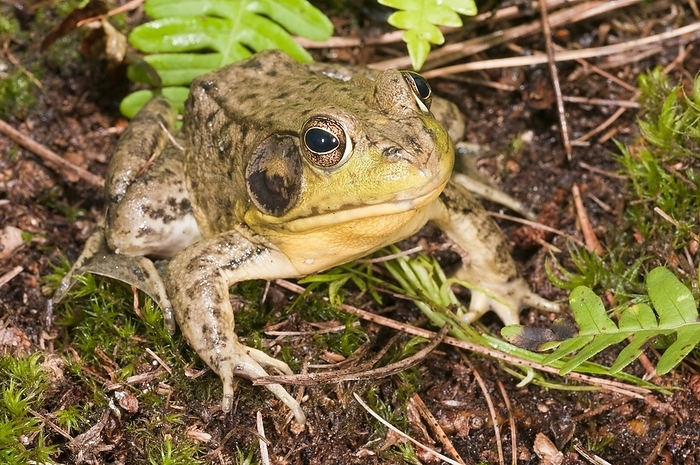 Green frog (Rana clamitans), native to eastern half of the United States and Canada, by alimdi / Michelle Gilders