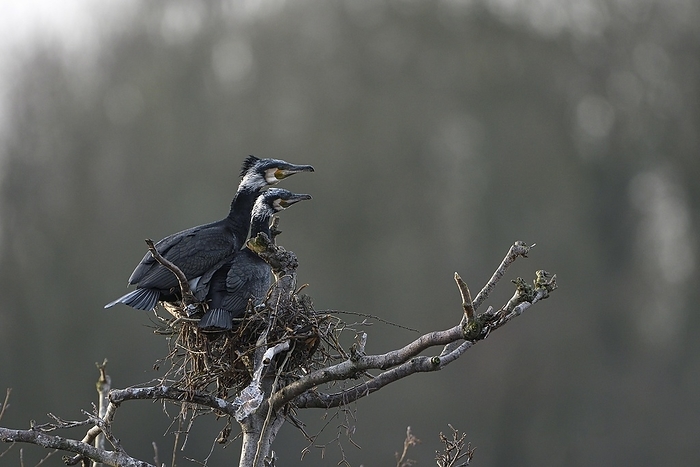 great cormorant  Phalacrocorax carbo  Great cormorant  Phalacrocorax carbo , pair at nest, Essen, Ruhr area, North Rhine Westphalia, Germany, Europe, by Christof Wermter