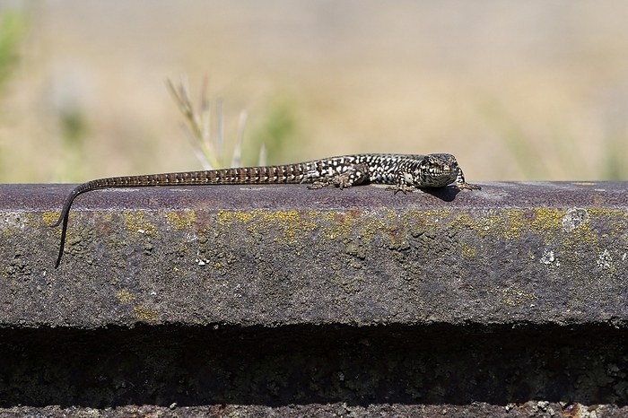 Common wall lizard (Podarcis muralis), sitting on a railway track, during mating season, Landschaftspark Duisburg Nord, Ruhr Area, North Rhine-Westphalia, Germany, Europe, by Christof Wermter