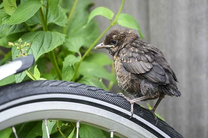 blackbird  Turdus merula  Blackbird  Turdus merula , almost fledged young bird, sitting on a bicycle, Texel Island, North Sea, North Holland, Netherlands, by Christof Wermter