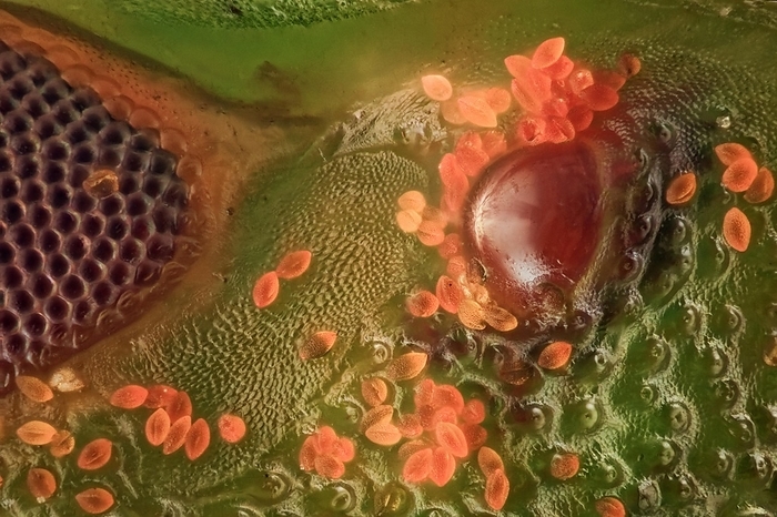 A close up of a Nezara viridula, showing a ocelli and the ommatidium of a compoud eyes, orange spots are pollen grains and texture can be apreciatted, by Javier Torrent / VWPics