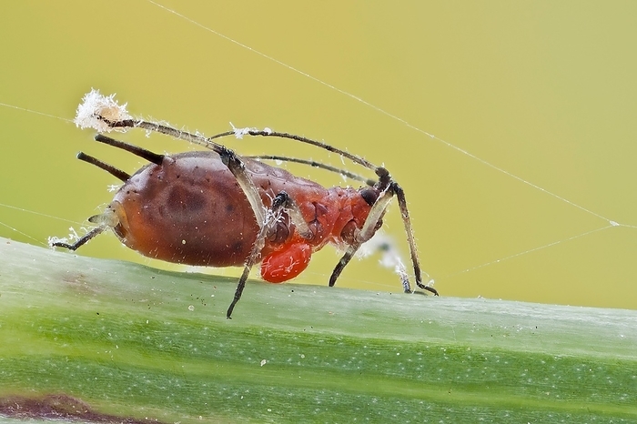 An Aphid under attack!!. Image shows the aphid both being attack by a parasitic mite and some kind of fungi. Aphid are small sap sucking insects and are one of the most destructive pests of cultivated plants in temperate climates, by Javier Torrent / VWPics