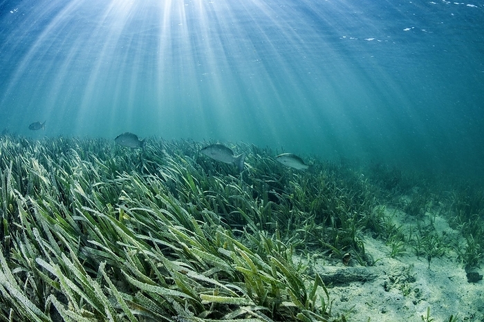 Grunts (Haemulon parra), swimming above a Thalassia sp. seagrass meadow, gardens of the queen national park, Cuba, Central America, by Mathieu Foulquié