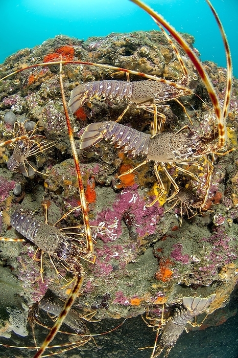 Mediterranean Lobster (Palinurus elephas) on a coralligenous outcrop, 
