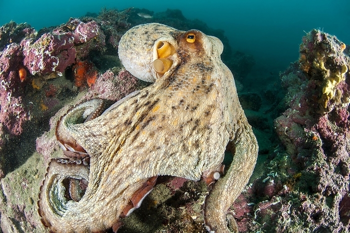 common octopus  Octopus vulgaris  Common octopus  Octopus vulgaris , on coralligenous outcrops,  c te agathoise  Marine Protected Area, gulf of Lion, Cap d Agde, France, Europe, by Mathieu Foulqui 