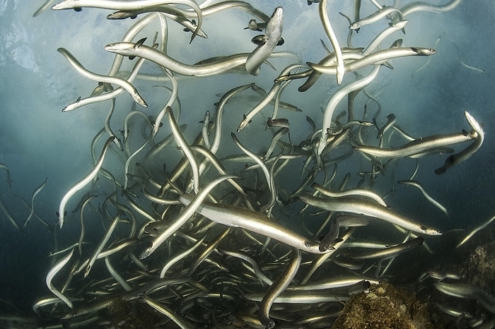 European eels (Anguilla anguilla), Port of Sète, Hérault, Occitania, France, Europe, by Mathieu Foulquié