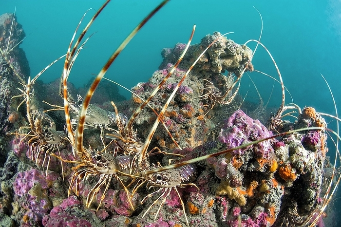 Mediterranean Lobster (Palinurus elephas) on a coralligenous outcrop, côte agathoise Marine Protected Area, gulf of Lion, Cap dAgde, France, Europe, by Mathieu Foulquié
