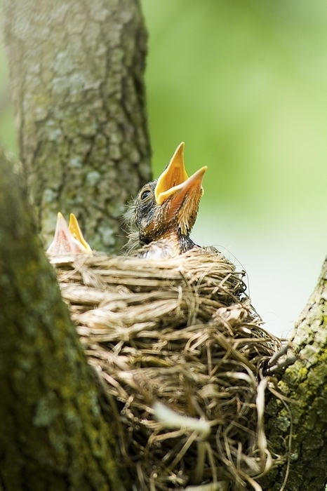 American robin  Turdus migratorius  Hungry American Robin  Turdus migratorius  chick, by Itanistock