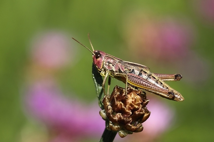 Female bow-winged grasshopper (Chorthippus biguttulus) in Schwarze Berge, Biosphere Reserve, UNESCO, low mountain range, Bavaria, Rhön, Germany, Europe, by Gerald Abele
