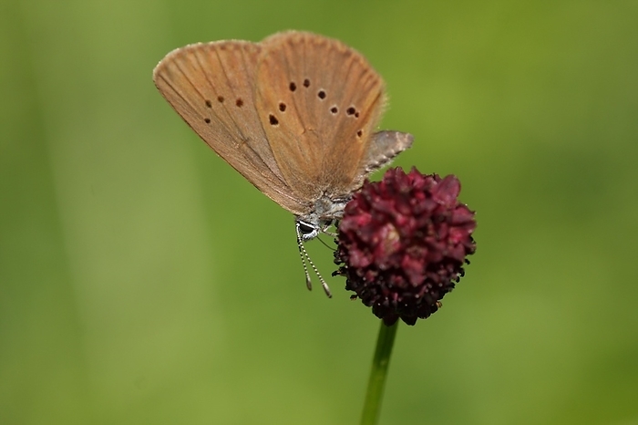 dusky large blue (Maculinea nausithous) at its forage plant Great meadow-blue (Sanguisorba officinalis) in Eppstein, Taunus, Hesse, Germany, Europe, by Gerald Abele