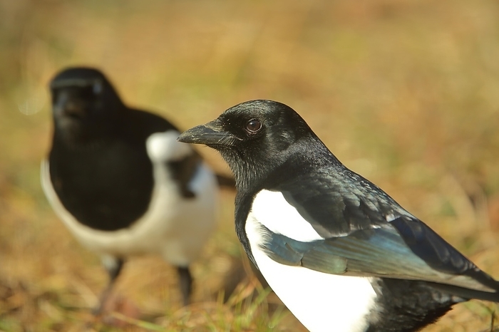 European magpie  Pica pica  Portrait of european magpie  Pica pica  with depth of field in Giengen, Swabian Alb, Baden W rttemberg, Germany, Europe, by Gerald Abele