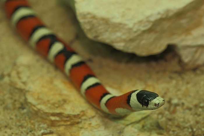 Arizona king snake, striped, triangle snakes (Lampropeltis pyromelana), triangle snake, Lampropeltis, vipers, viper, snakes, snake, captive, by Gerald Abele