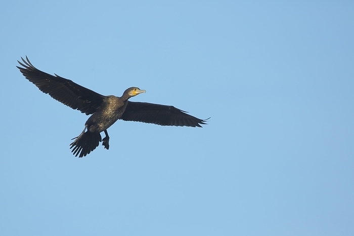 great cormorant  Phalacrocorax carbo  Great cormorant  Phalacrocorax carbo  in flight, Luisenpark, Mannheim, Hesse, Germany, Europe, by Gerald Abele