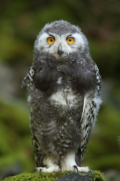 snowy owl  Bubo scandiacus  Snowy owl  Bubo scandiacus , juvenile, female, rock, stone, moss, captive, by Gerald Abele