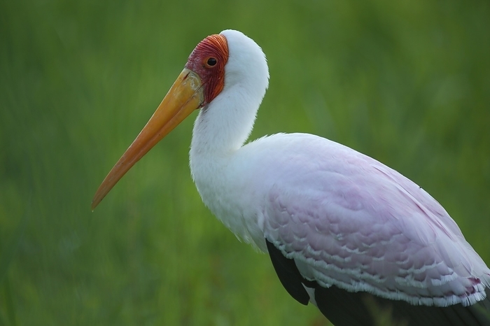 African crested ibis African yellow billed stork  Mycteria ibis , portrait, captive, by Gerald Abele