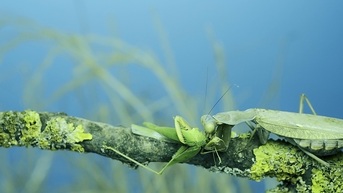 Large female green praying mantis greedily eating green grasshopper sitting on tree branch covered with lichen. Transcaucasian tree mantis (Hierodula transcaucasica), Odessa, Ukraine, Europe, by Andrey Nekrasov