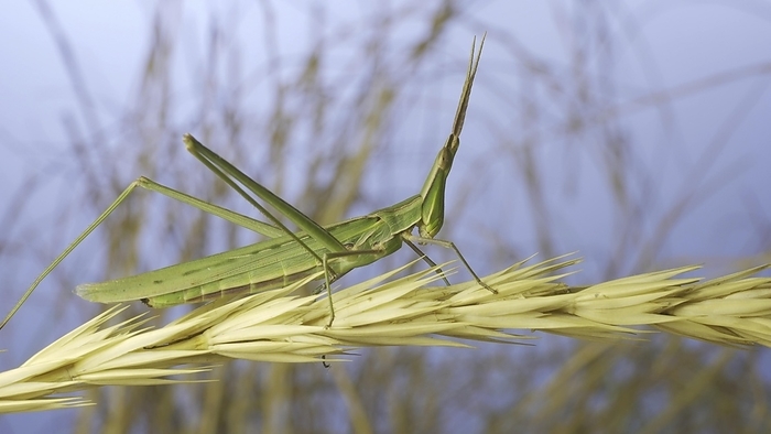 Giant green slant-face grasshopper Acrida washes cleaning its antennae while sitting on spikelet on grass and blue sky background, Odessa, Ukraine, Europe, by Andrey Nekrasov