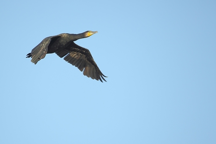 great cormorant  Phalacrocorax carbo  Great cormorant  Phalacrocorax carbo  in flight, Texel, North Holland, Netherlands, by Gerald Abele