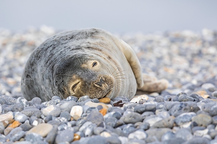 gray seal  Halichoerus grypus  Grey  Halichoerus grypus  seal resting on beach, gravel bank, UNESCO Wadden Sea World Heritage Site, Helgoland, Germany, Europe, by Thomas Hinsche