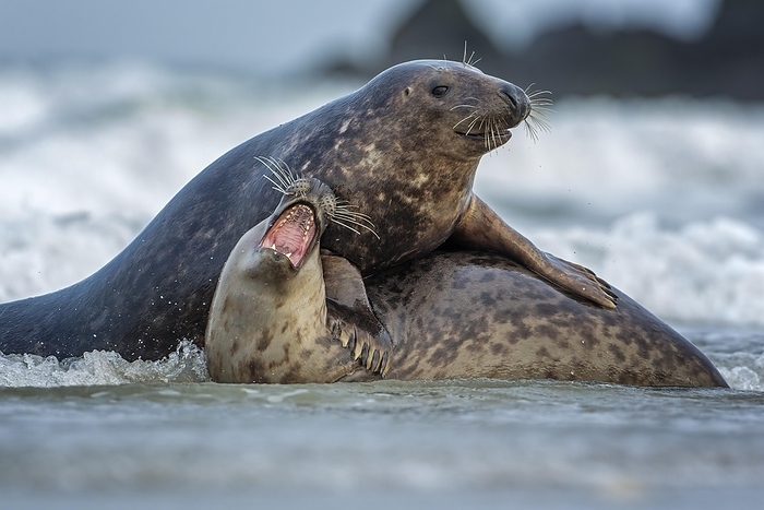 gray seal  Halichoerus grypus  Grey  Halichoerus grypus  seal playing young bulls, North Sea, UNESCO Wadden Sea World Heritage Site, Helgoland, Germany, Europe, by Thomas Hinsche