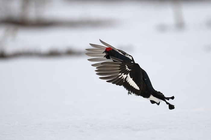 Black grouse, Hamra National Park, Dalarna, Sweden, Europe, by Horst Jegen