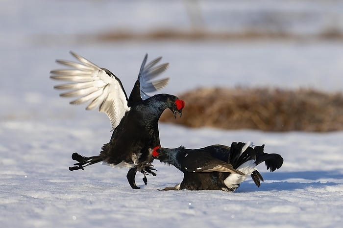 Black Grouse, Black Grouse, Courtship, Hamra National Park, Dalarna, Sweden, Europe, by Horst Jegen