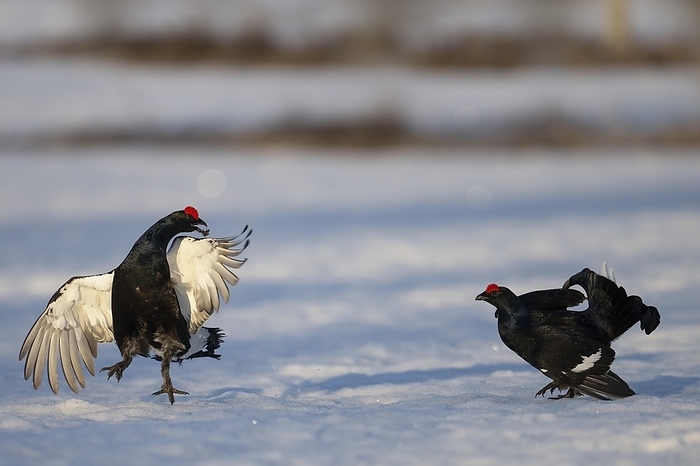 Black Grouse, Black Grouse, Courtship, Hamra National Park, Dalarna, Sweden, Europe, by Horst Jegen
